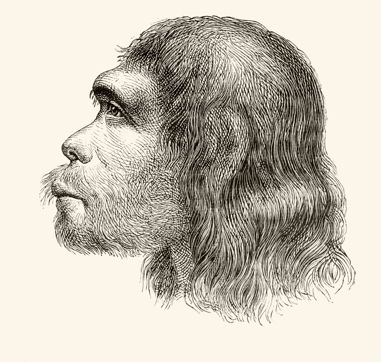 Cabeza de un Hombre de Neandertal, de 
