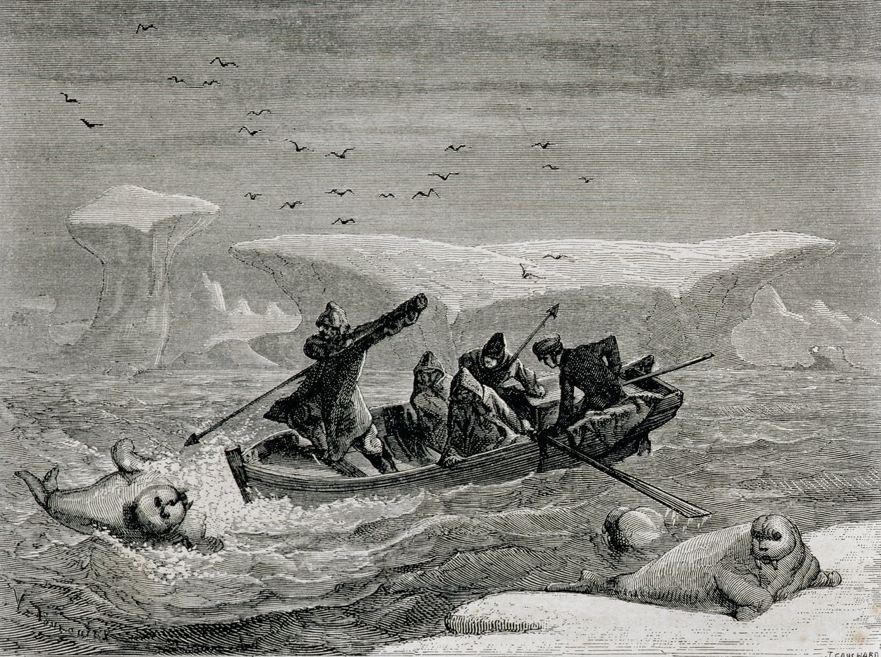 Cazando morsas con arpones en las islas Spitsbergen, archipiélago de Svalbard, ilustración de 