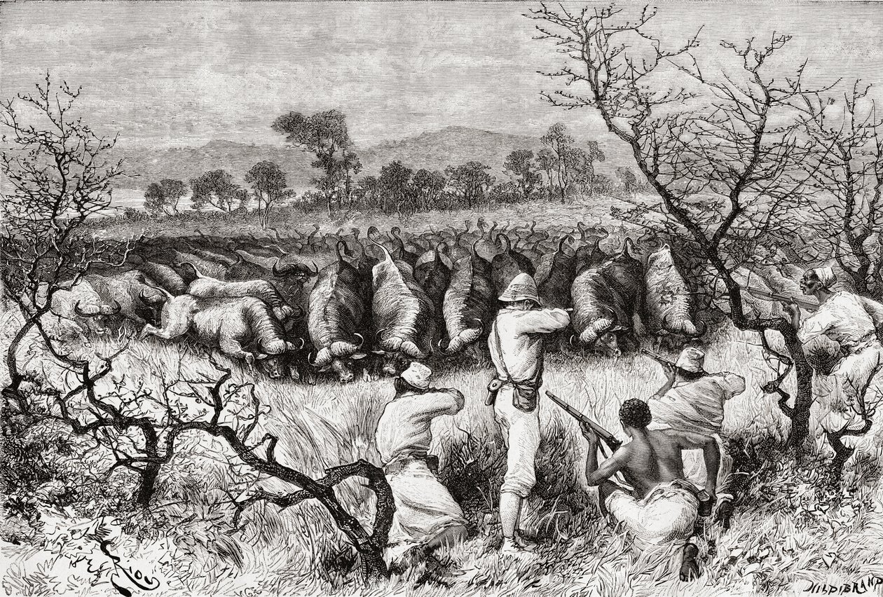 Caza de búfalos en África Central a finales del siglo XIX, de 