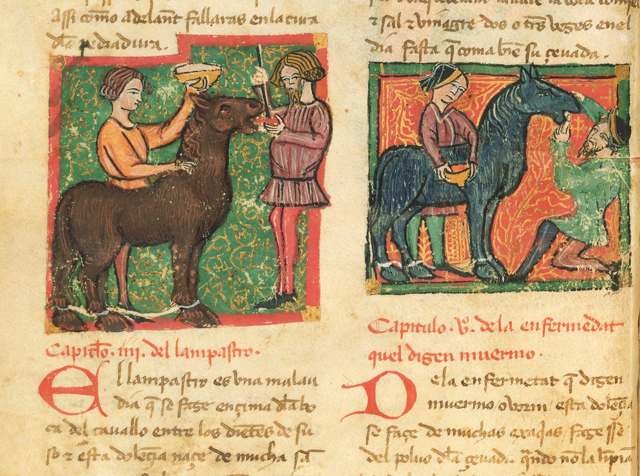Ms 214 fol.26v Curando glositis en un caballo, del Libro de Menescalcia y Albeyteria por Juan Alvarez, c.1390 de Spanish School
