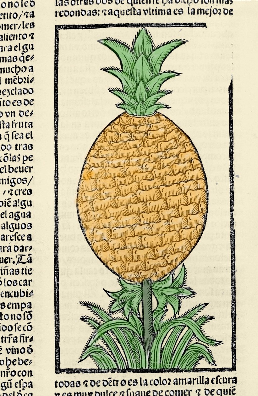 Representación de una piña. Grabado del libro “Historia general de las Indias, islas y tierra firme del mar océano” de Gonzalo Fernández de Oviedo (1478-1557) de Spanish School