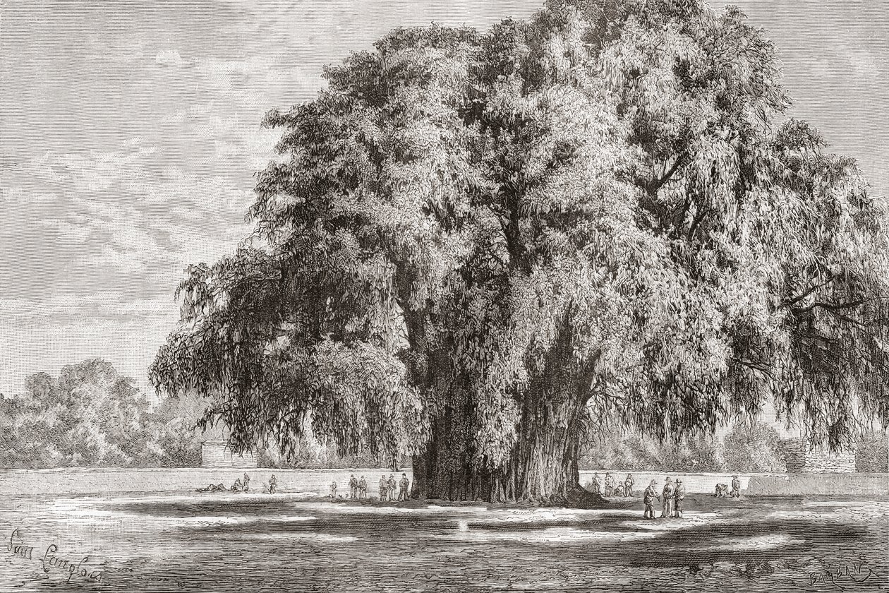 Santa María del Tule, Oaxaca, México: El Árbol del Tule de Spanish School