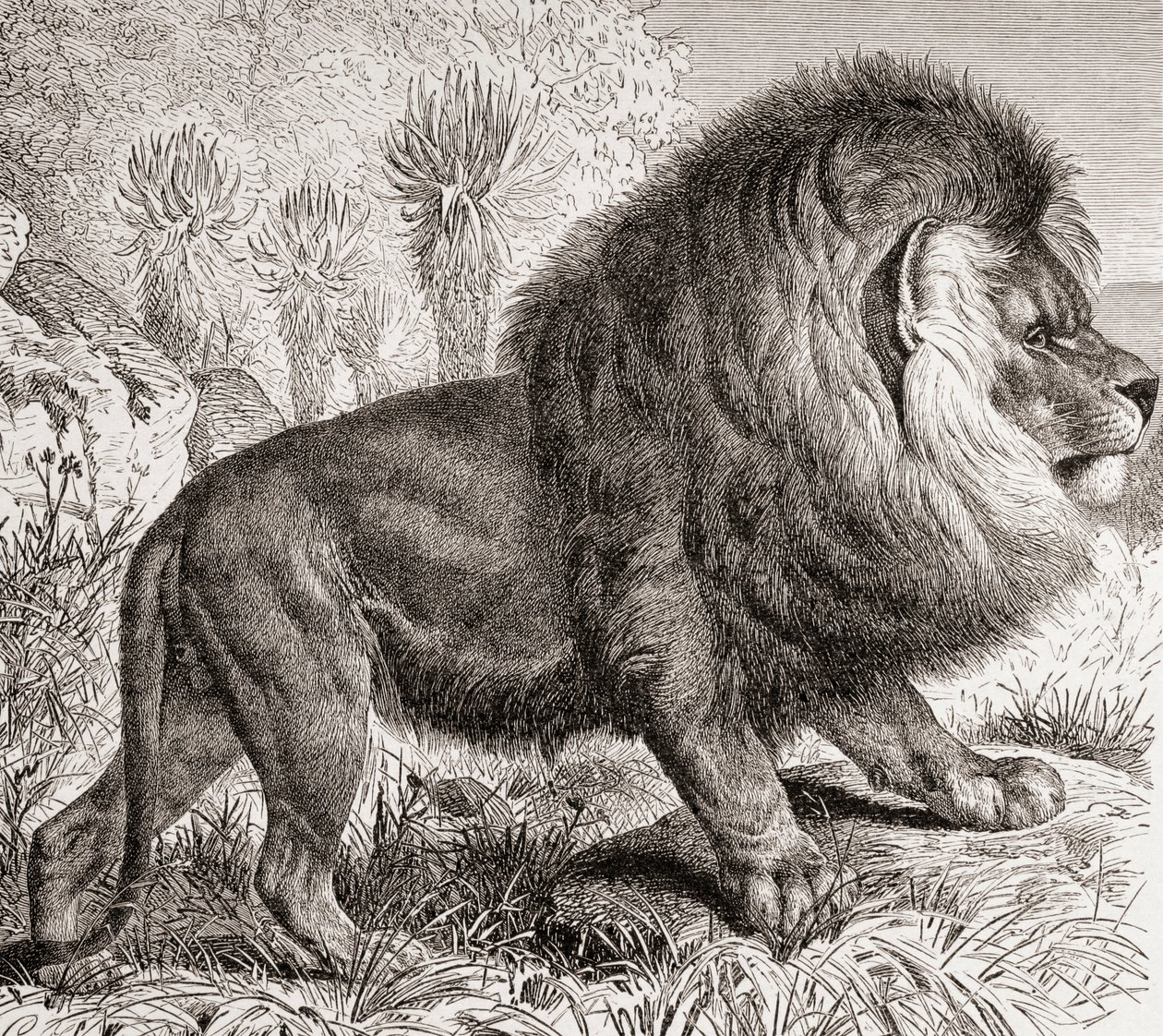 El león del Cabo, ahora extinto, de 