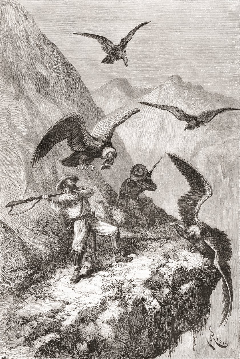 Édouard François André y su compañero siendo atacados por cóndores cerca de Calacalí, Provincia de Pichincha, Ecuador, durante su expedición botánica en las estribaciones de los Andes en 1875-76 de Spanish School