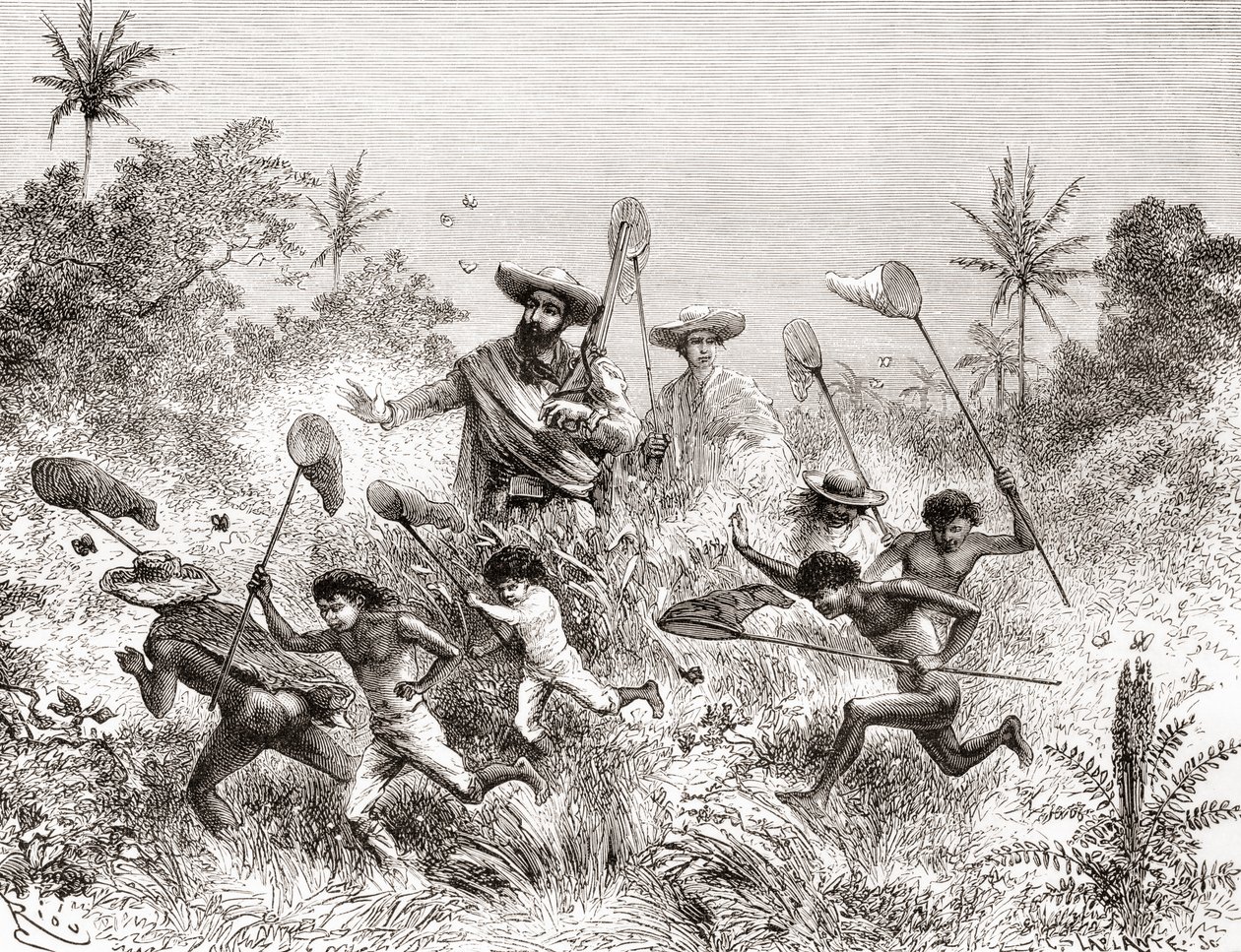 Édouard François André cazando mariposas en Villavicencio, Venezuela durante su expedición botánica en las estribaciones de los Andes en 1875-76 de Spanish School