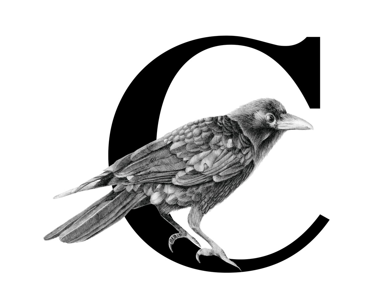 C is for Crow, 2018 (lápiz de grafito y digital) de Stacy Hsu