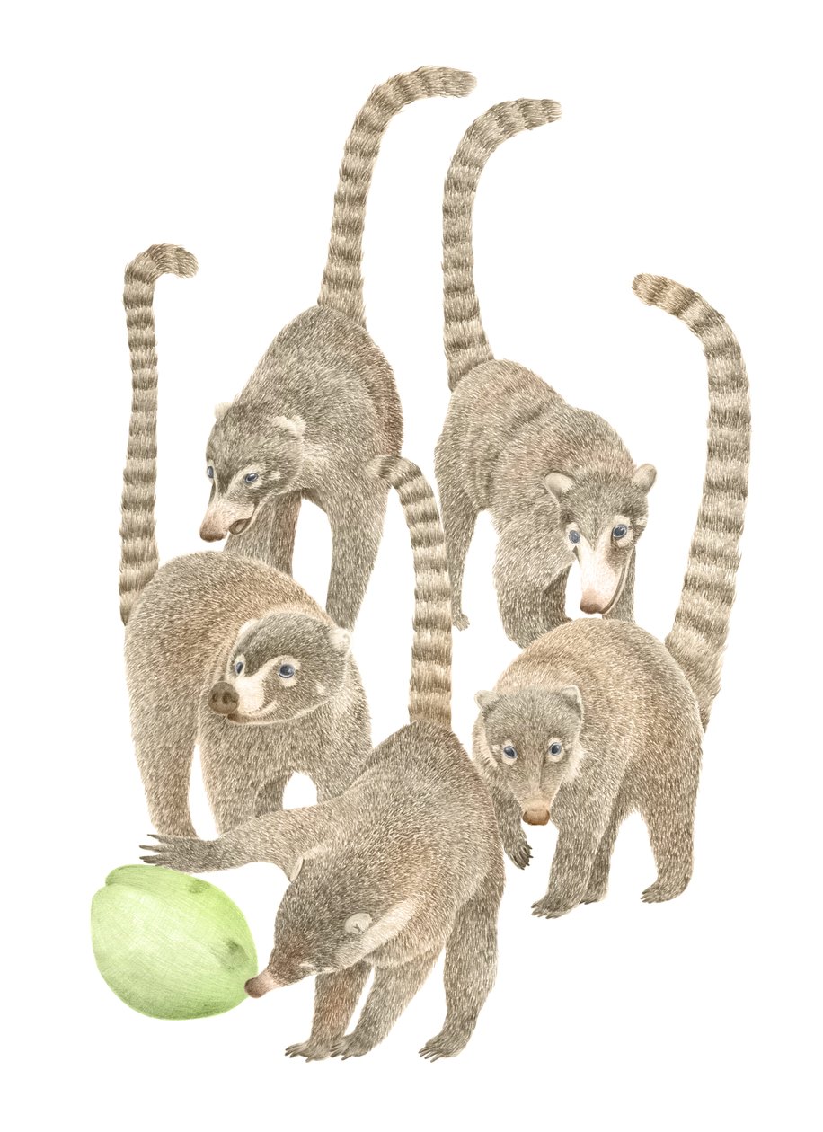 Costa Rica Coatis, 2019 (lápiz de grafito y digital) de Stacy Hsu