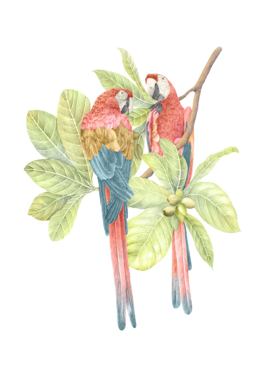 Guacamaya roja de Costa Rica, 2019 (lápiz de grafito y digital) de Stacy Hsu