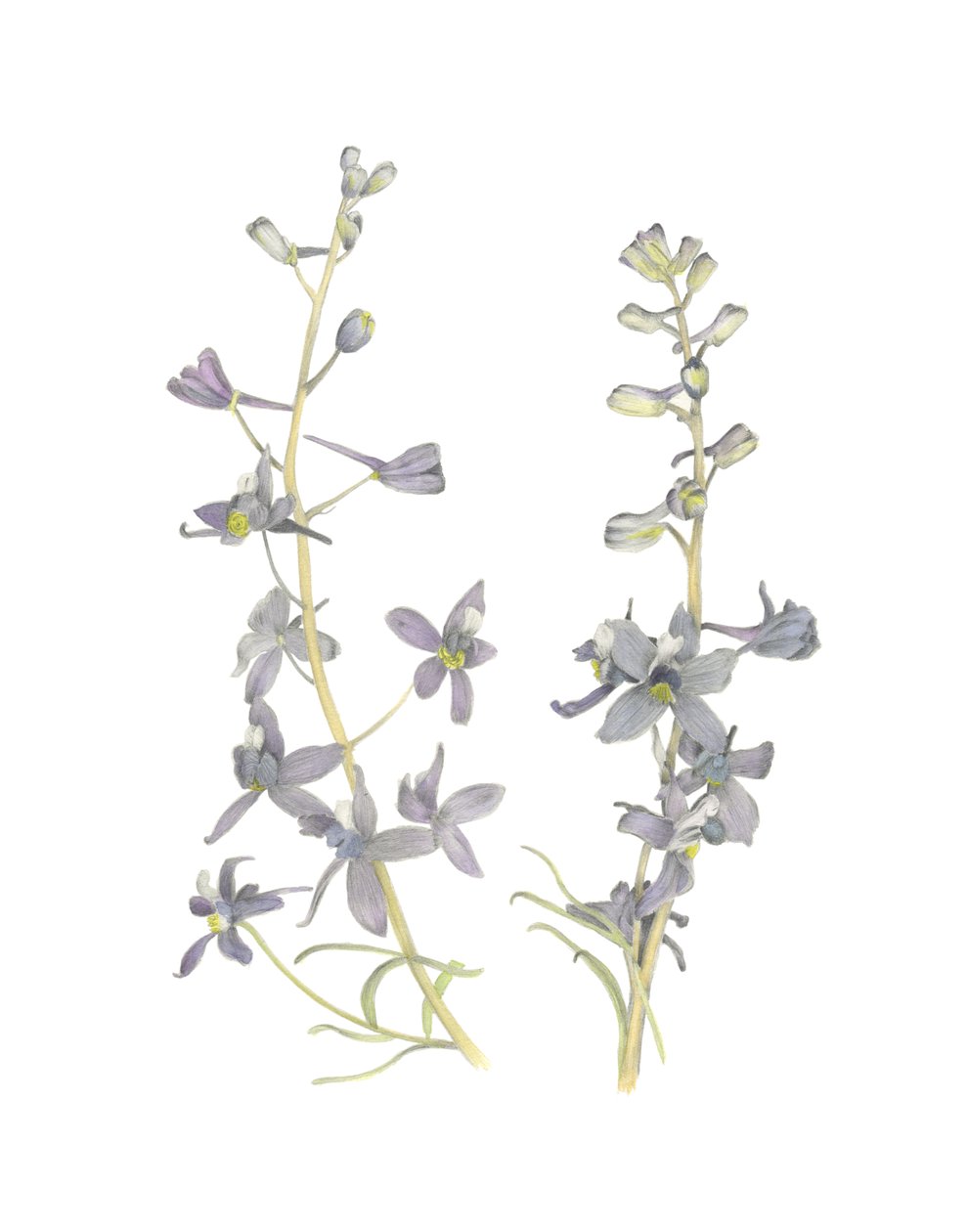 Larkspur, 2018 (lápiz de grafito y acuarela) de Stacy Hsu