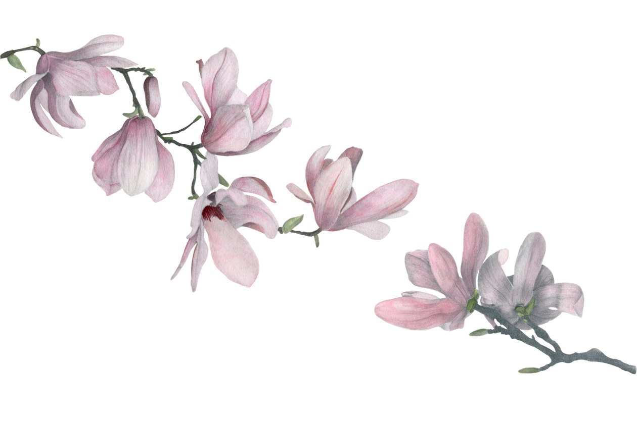 Magnolia, 2015 (lápiz de grafito y acuarela) de Stacy Hsu