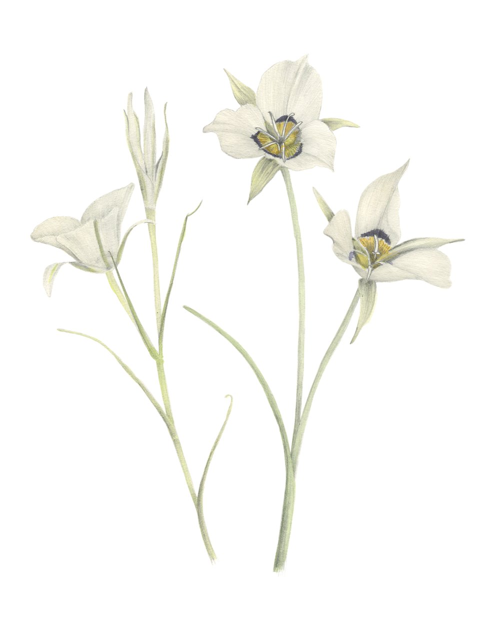 Mariposa Lily, 2018 (lápiz de grafito y acuarela) de Stacy Hsu
