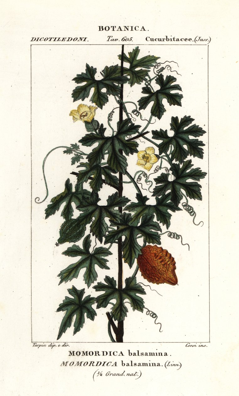 African cucumber, Momordica balsamina de Stanghi Stanghi