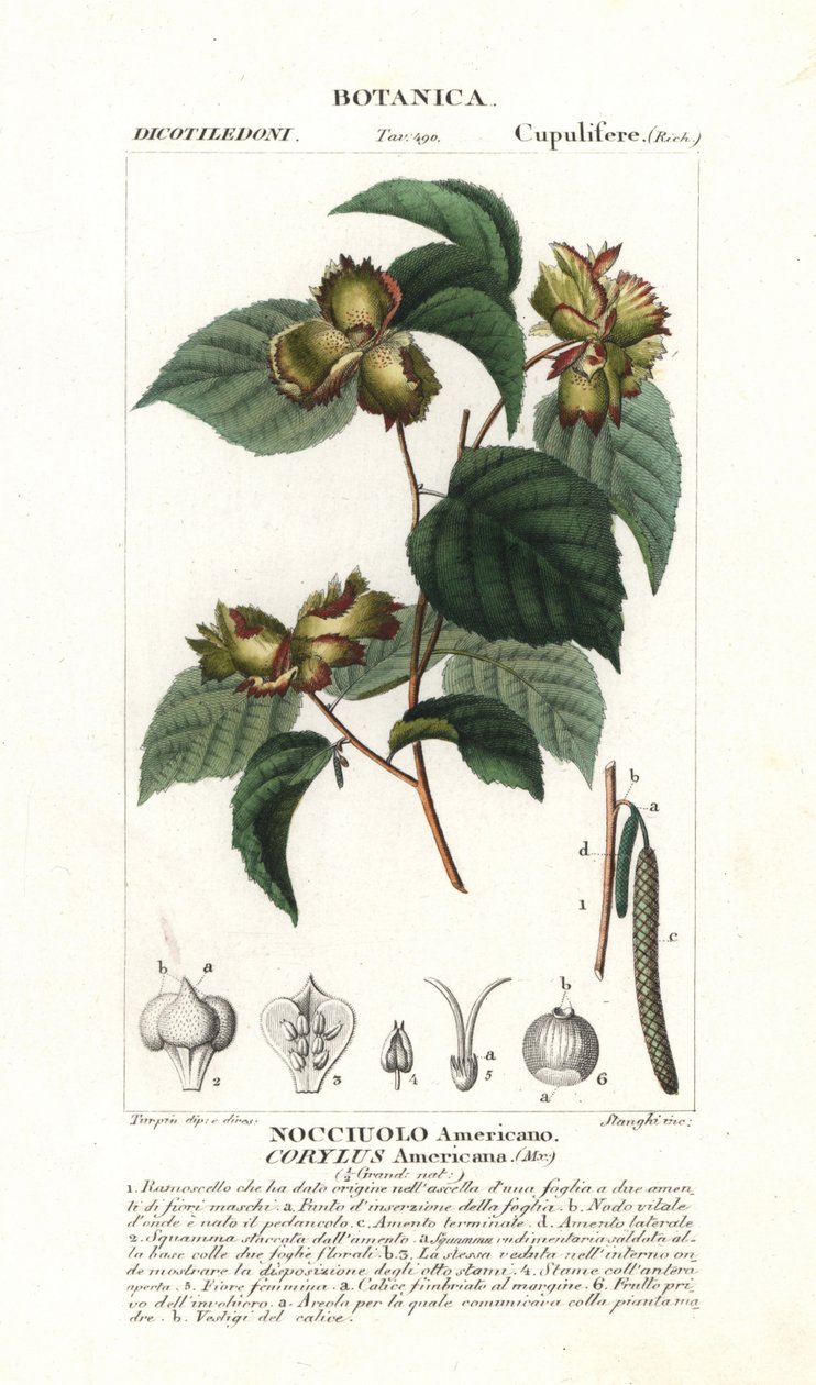 Avellana americana, Corylus americana de Stanghi Stanghi