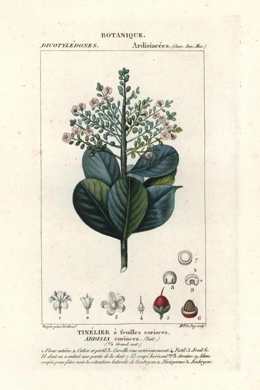 Madera de vaca, Ardisia coriacea de Stanghi Stanghi