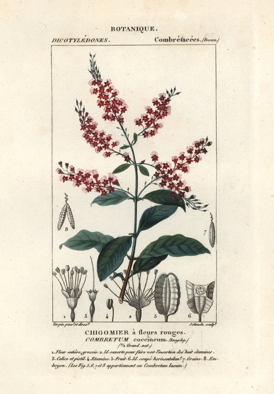 Bushwillow, Combretum coccineum de Stanghi Stanghi