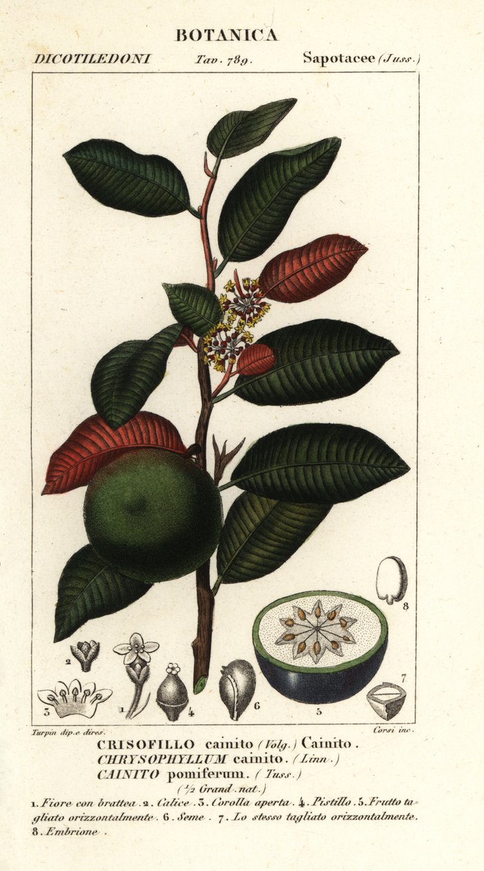 Cainito, Chrysophyllum cainito de Stanghi Stanghi