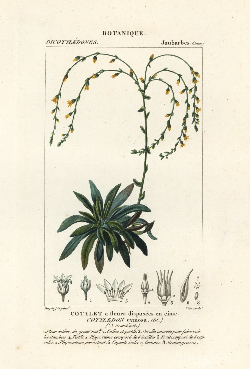 Cañón vivo-para-siempre,, Dudleya cymosa de Stanghi Stanghi