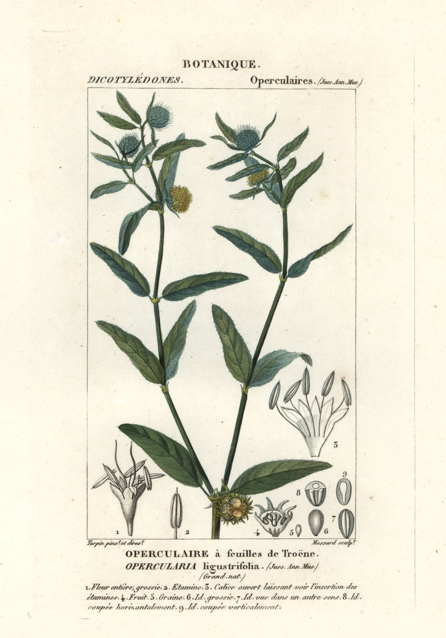 Hedionda gruesa, Opercularia aspera de Stanghi Stanghi