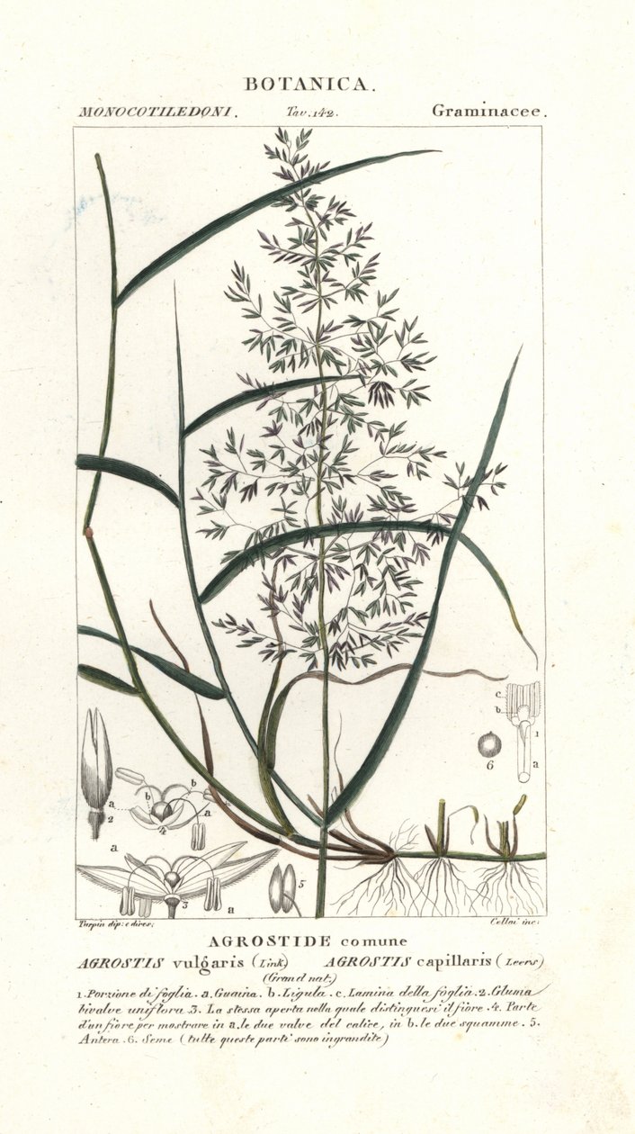 Agrostis capillaris de Stanghi Stanghi