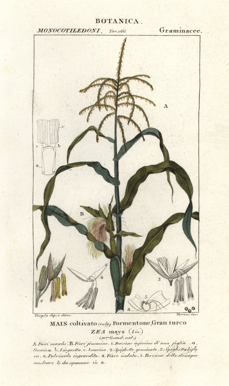 Maíz, Zea mays de Stanghi Stanghi
