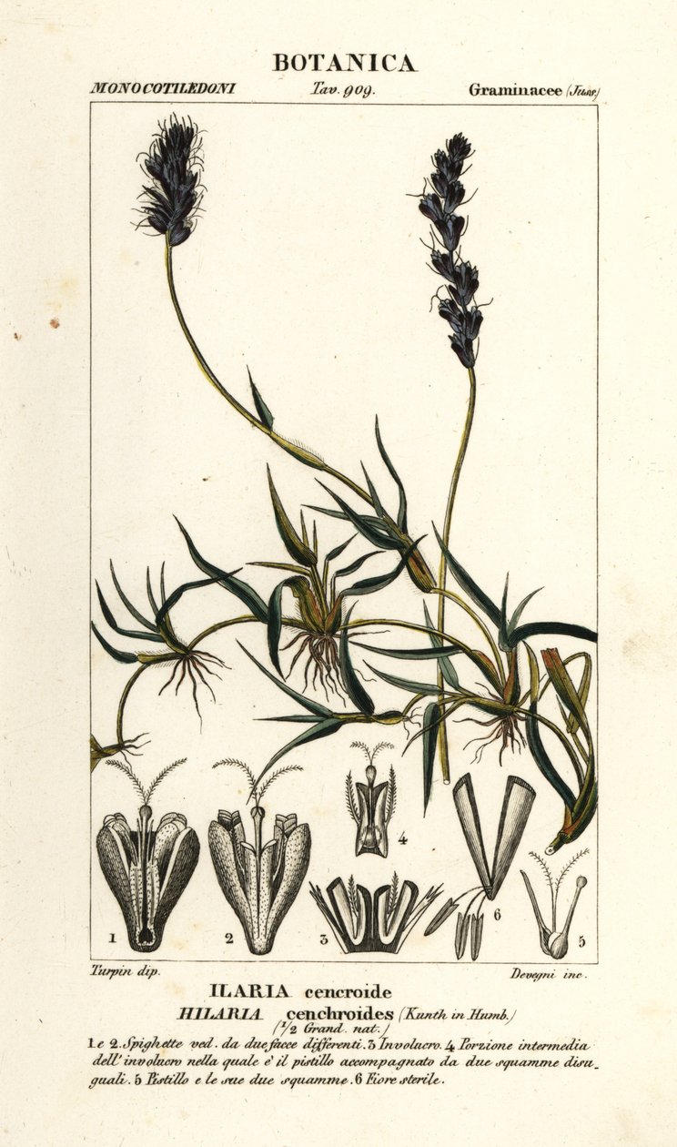 Mezquite rizado, Hilaria cenchroides de Stanghi Stanghi