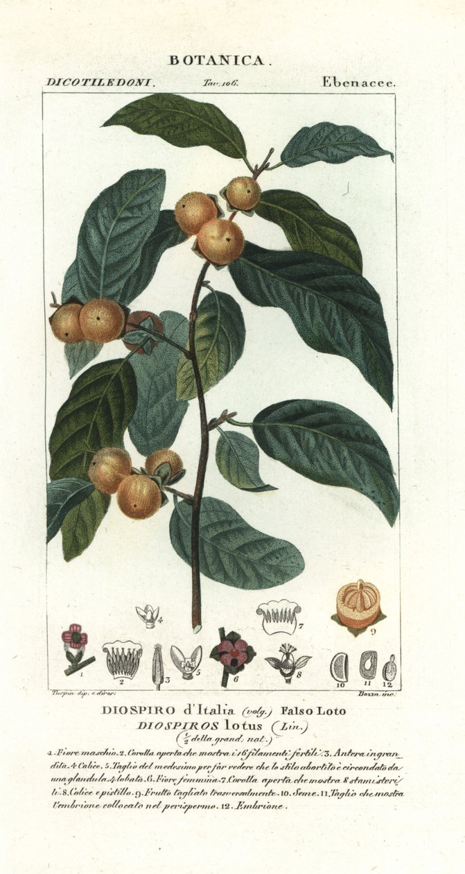 Ciruela datilera, Diospyros lotus de Stanghi Stanghi