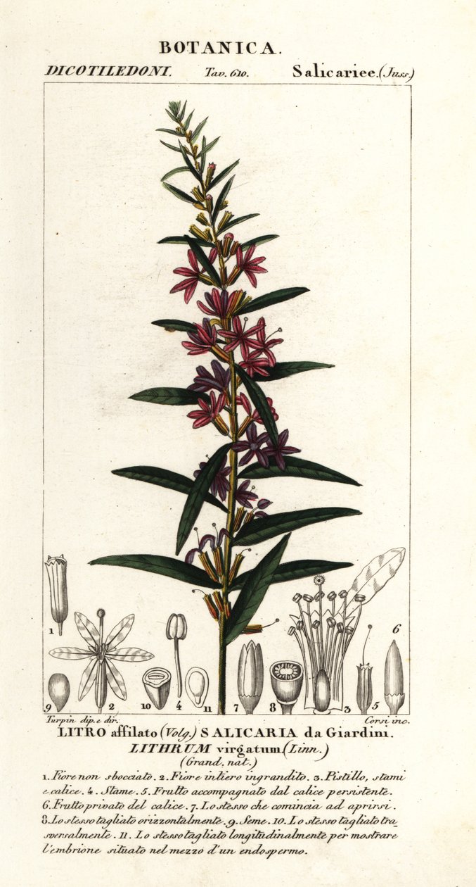 La salicaria europea, Lythrum virgatum de Stanghi Stanghi