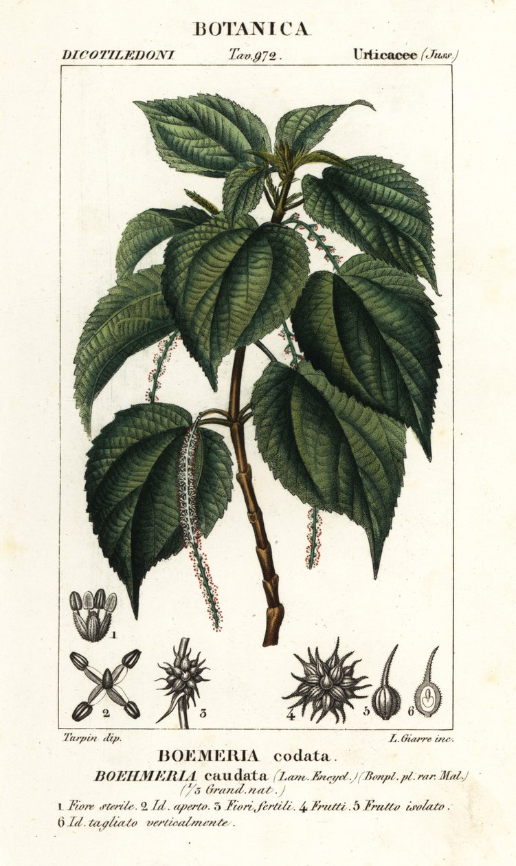 Ortiga falsa, Boehmeria caudata de Stanghi Stanghi