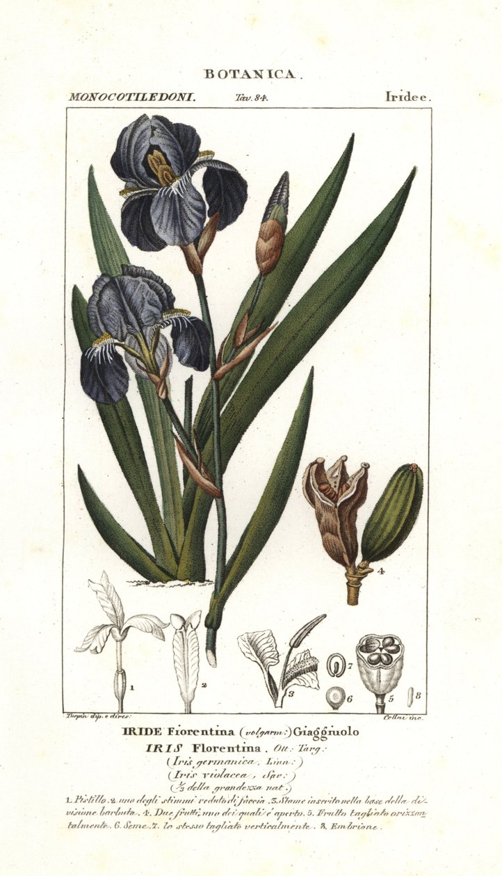 Florentine iris, Iris germanica var florentina de Stanghi Stanghi