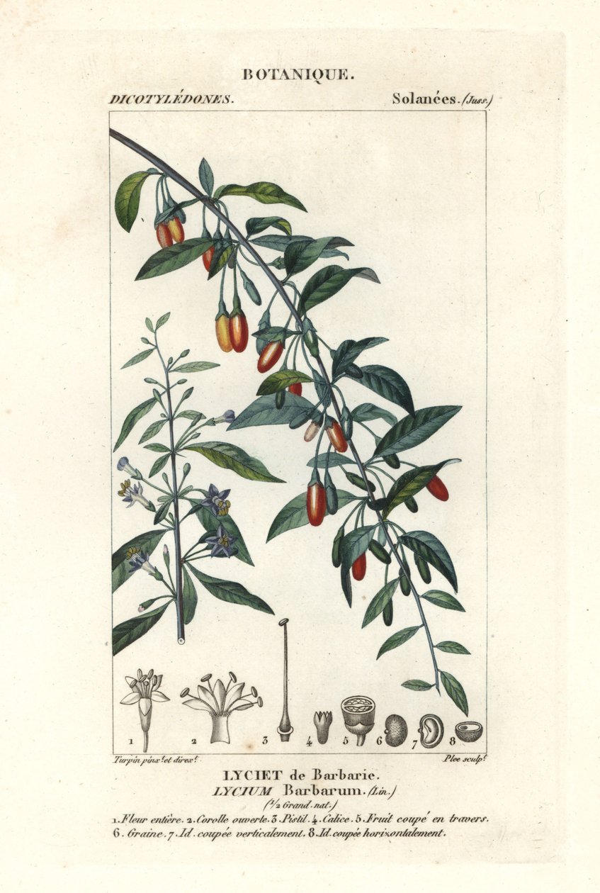 Baya de Goji, Lycium barbarum de Stanghi Stanghi