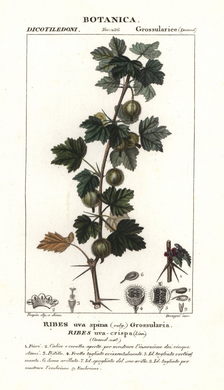Gooseberry, Ribes uva-crispa de Stanghi Stanghi