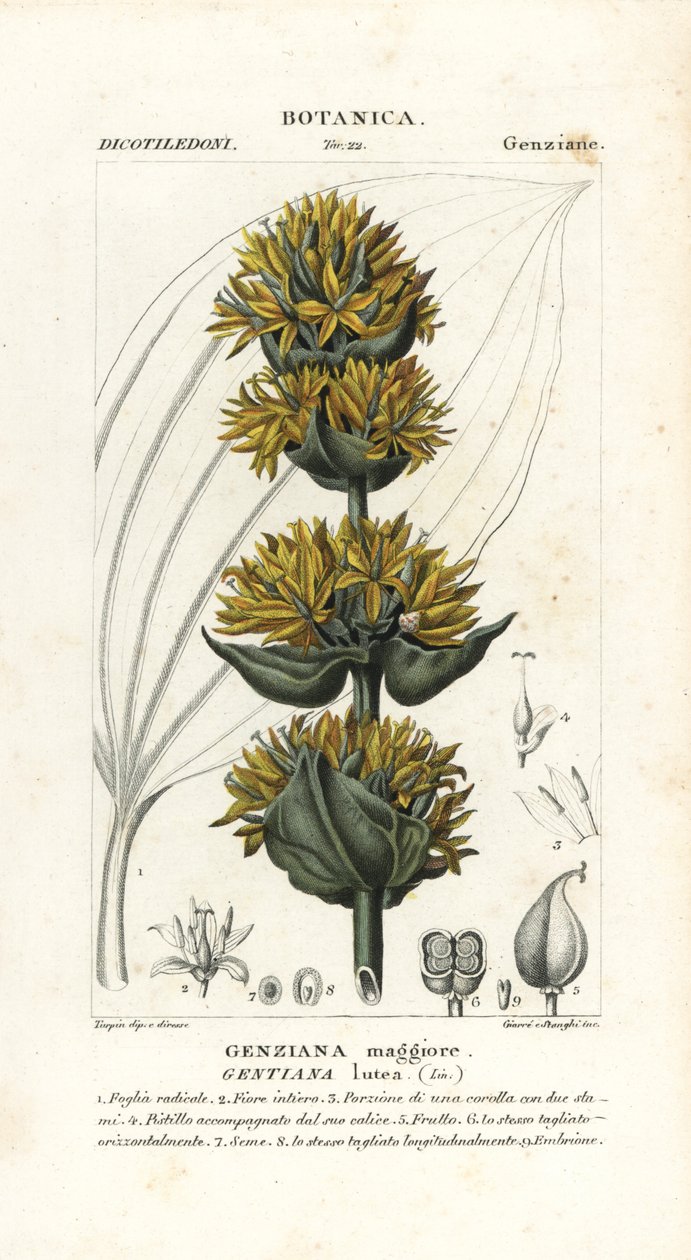 Gran genciana amarilla, Gentiana lutea de Stanghi Stanghi