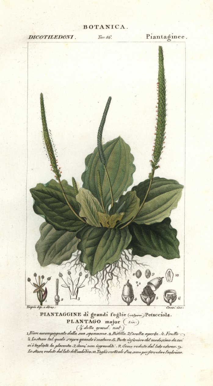 Plátano grande, Plantago major de Stanghi Stanghi