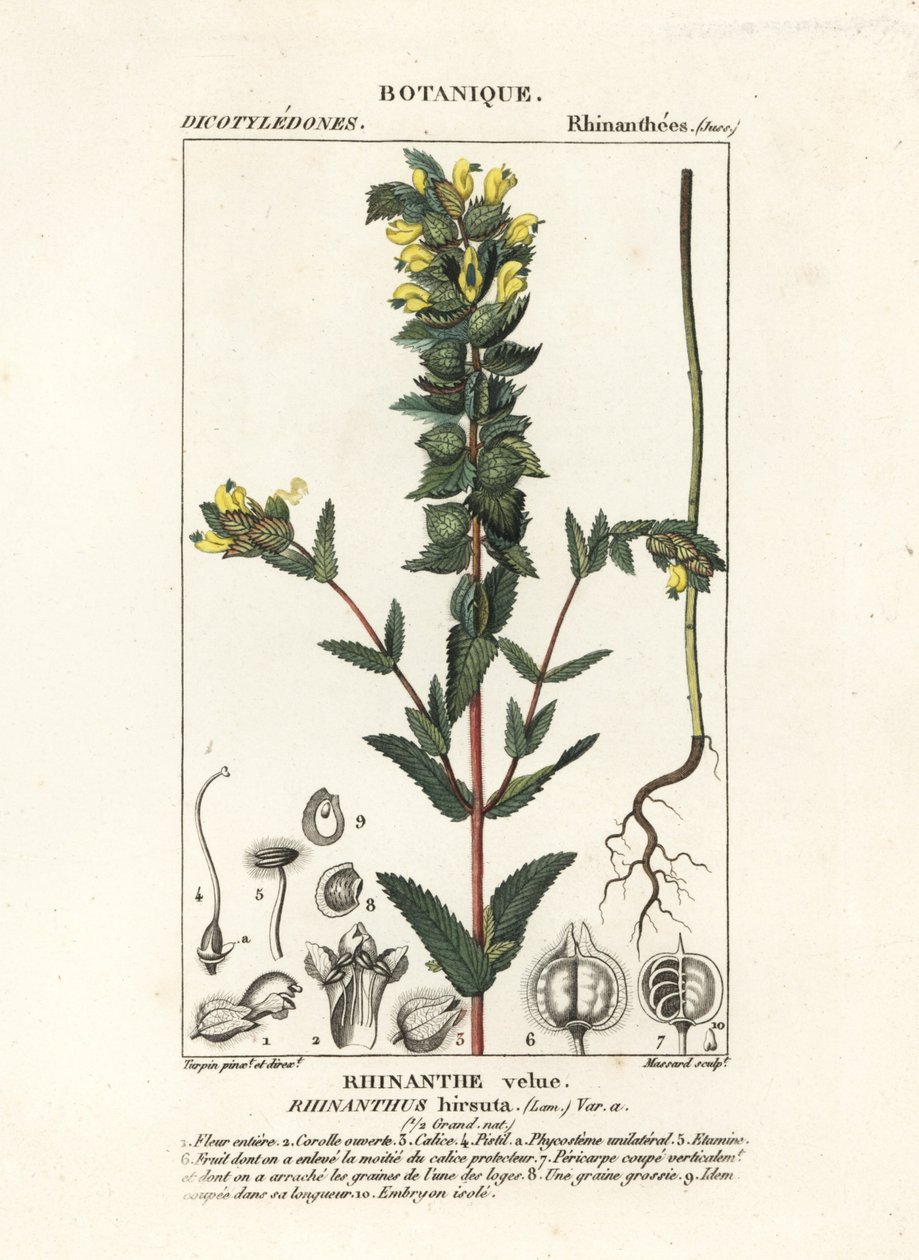 Cascabel amarillo mayor, Rhinanthus alectorolophus de Stanghi Stanghi
