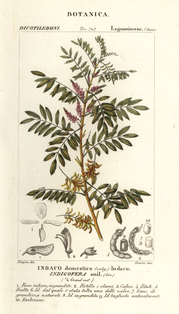 Guatemalan indigo, Indigofera suffruticosa de Stanghi Stanghi