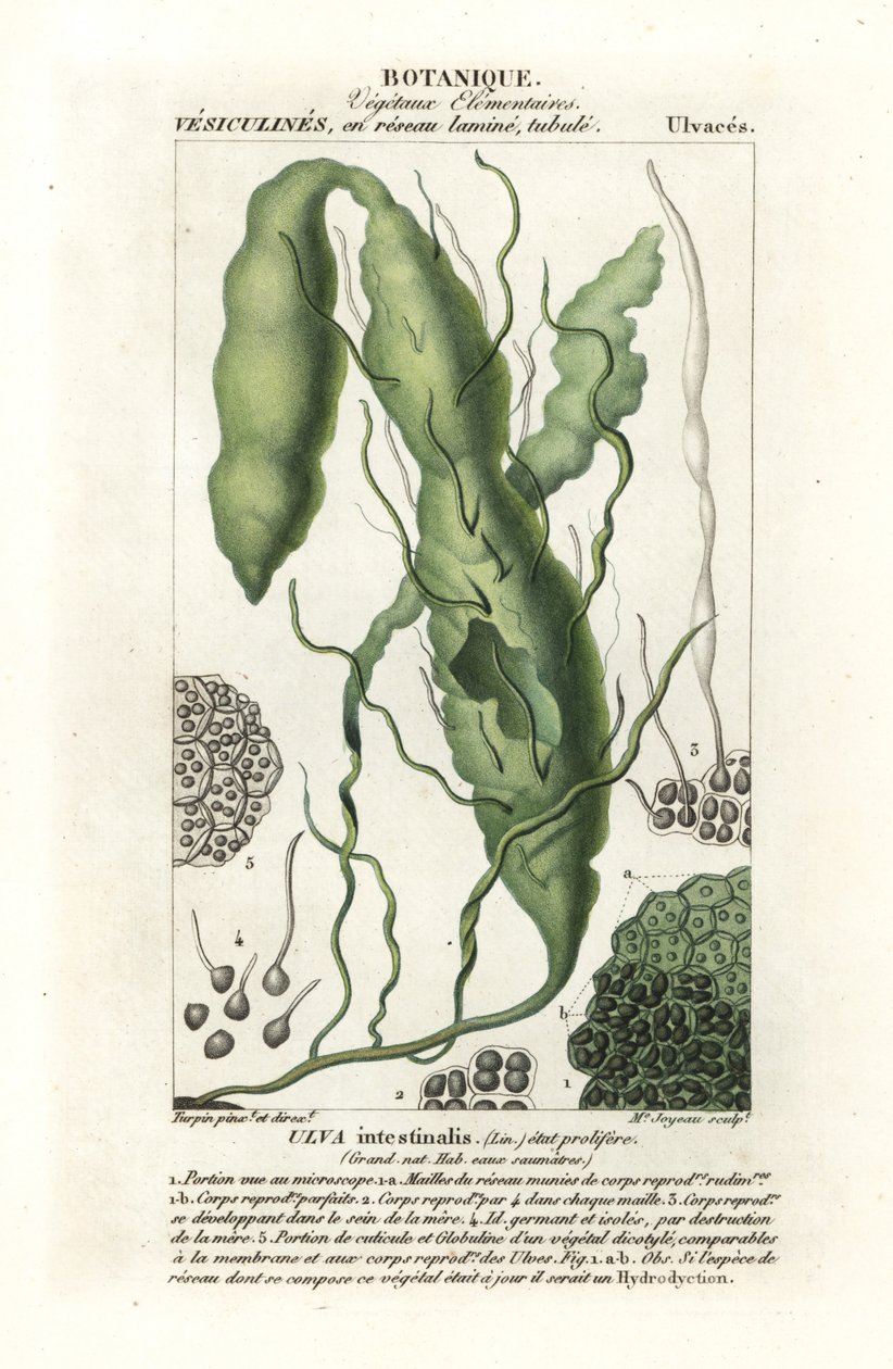 Gutweed o alga de hierba, Ulva intestinalis de Stanghi Stanghi