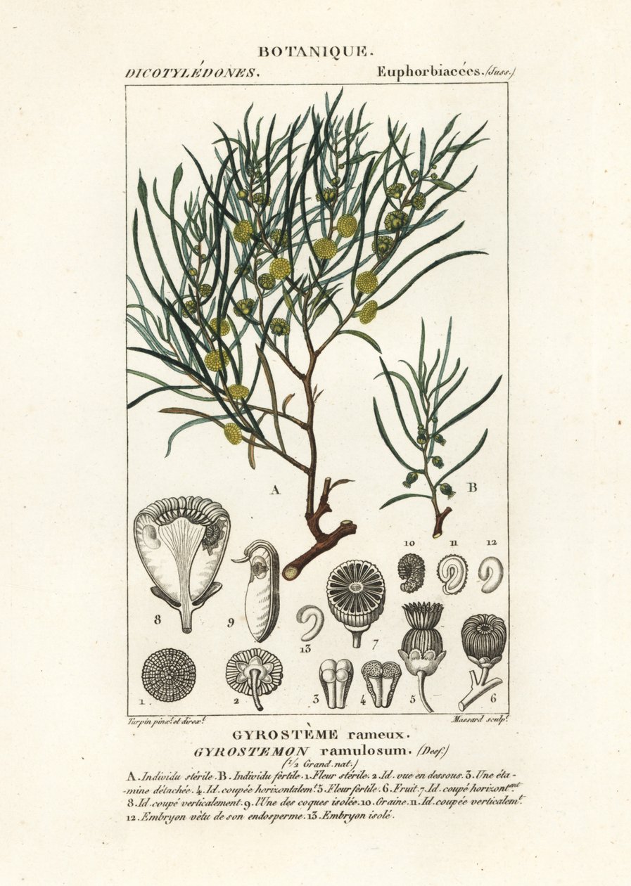 Árbol Gyrostemon ramulosus de Stanghi Stanghi