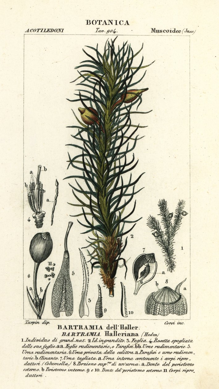 Musgo manzano de Haller, Bartramia halleriana de Stanghi Stanghi