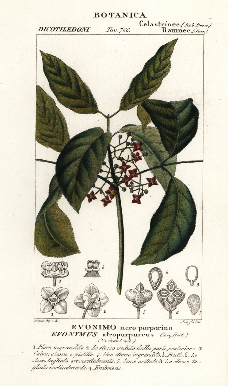 Euonymus hamiltonianus, árbol de la hilera de Hamilton de Stanghi Stanghi