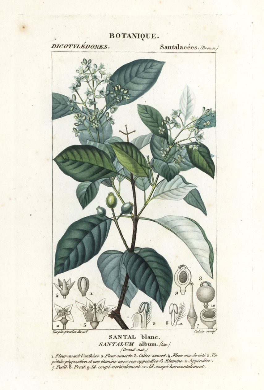 Sándalo indio, Santalum album, vulnerable de Stanghi Stanghi