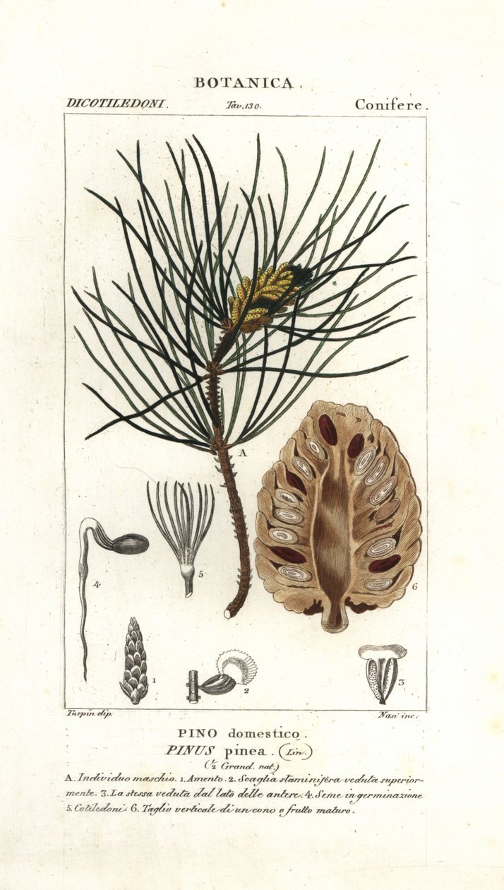 Pino piñonero italiano, Pinus pinea de Stanghi Stanghi