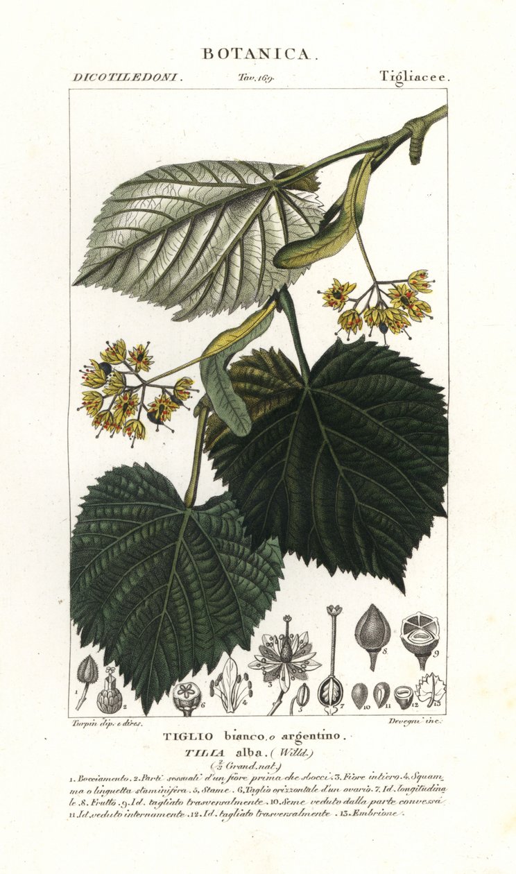 Tilo o tila, Tilia alba de Stanghi Stanghi