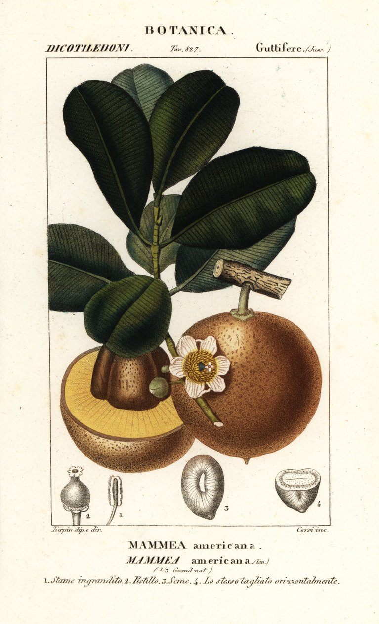 Manzana Mammee, Mammea americana de Stanghi Stanghi