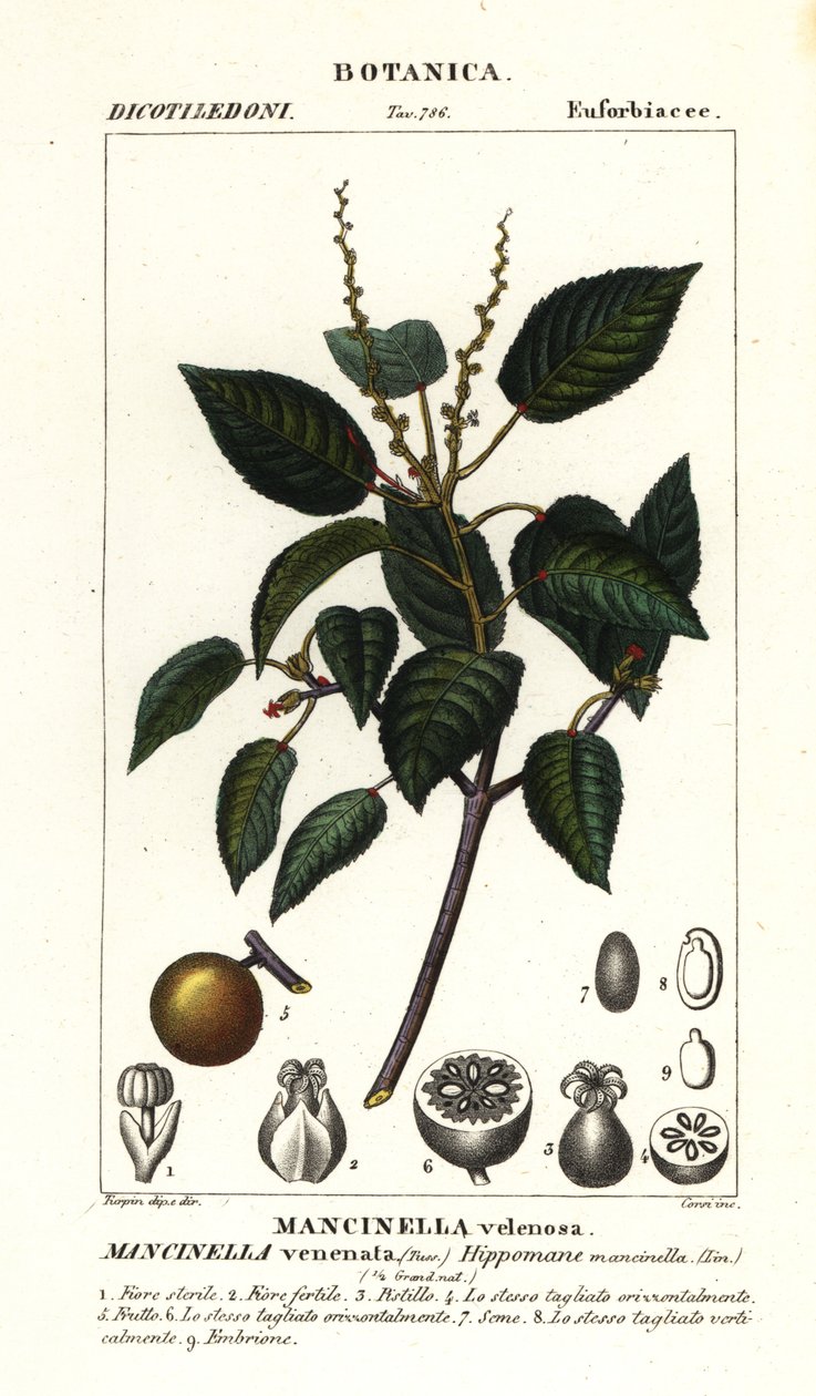 Manchineel o manzano de playa, Hippomane mancinella de Stanghi Stanghi