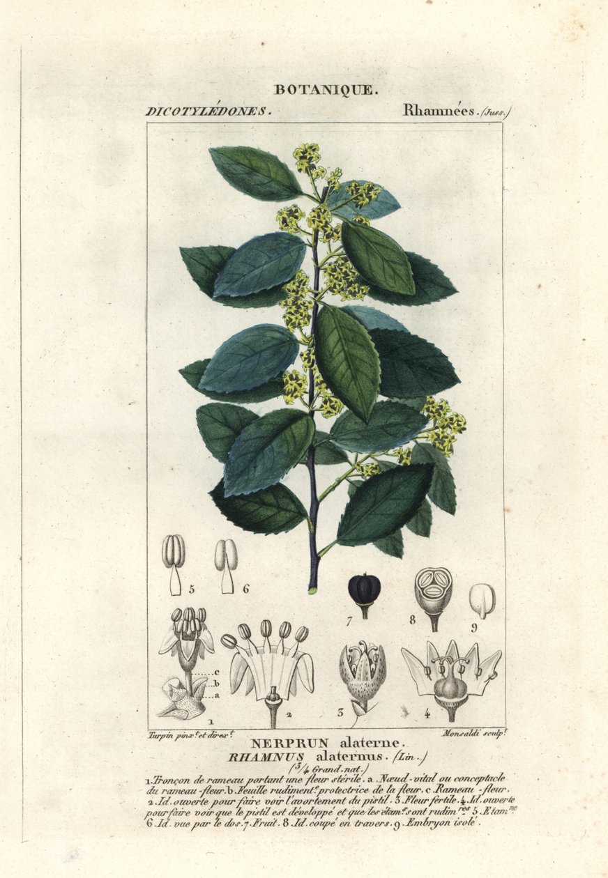 Espino cerval mediterráneo, Rhamnus alaternus de Stanghi Stanghi