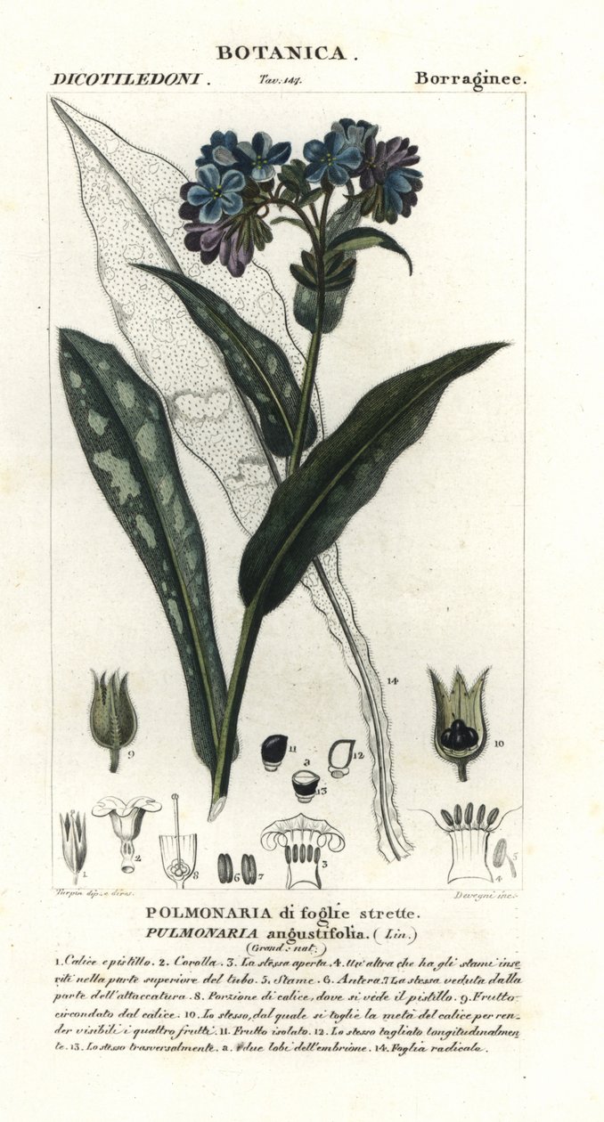 Pulmonaria de hoja estrecha, Pulmonaria angustifolia de Stanghi Stanghi