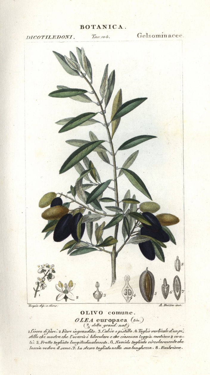 Olivo, Olea europaea de Stanghi Stanghi