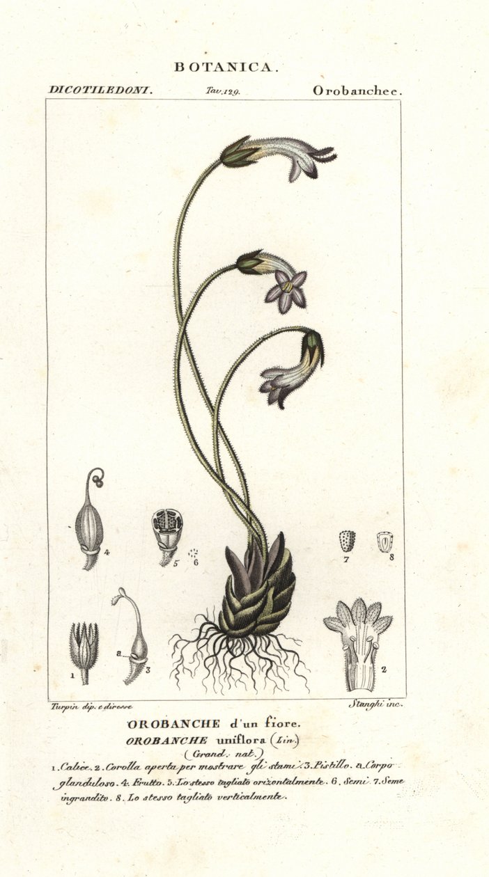 Escoba de una flor, Orobanche uniflora de Stanghi Stanghi