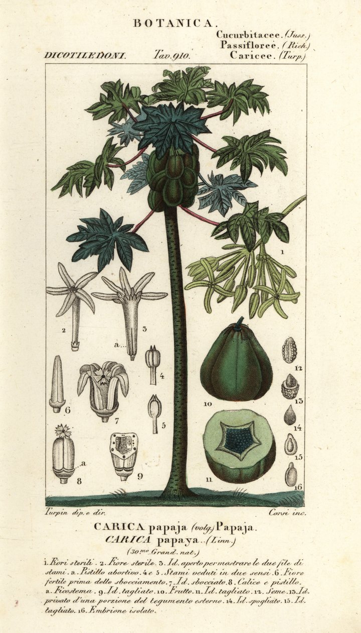 Árbol y fruto de la papaya, Carica papaya de Stanghi Stanghi