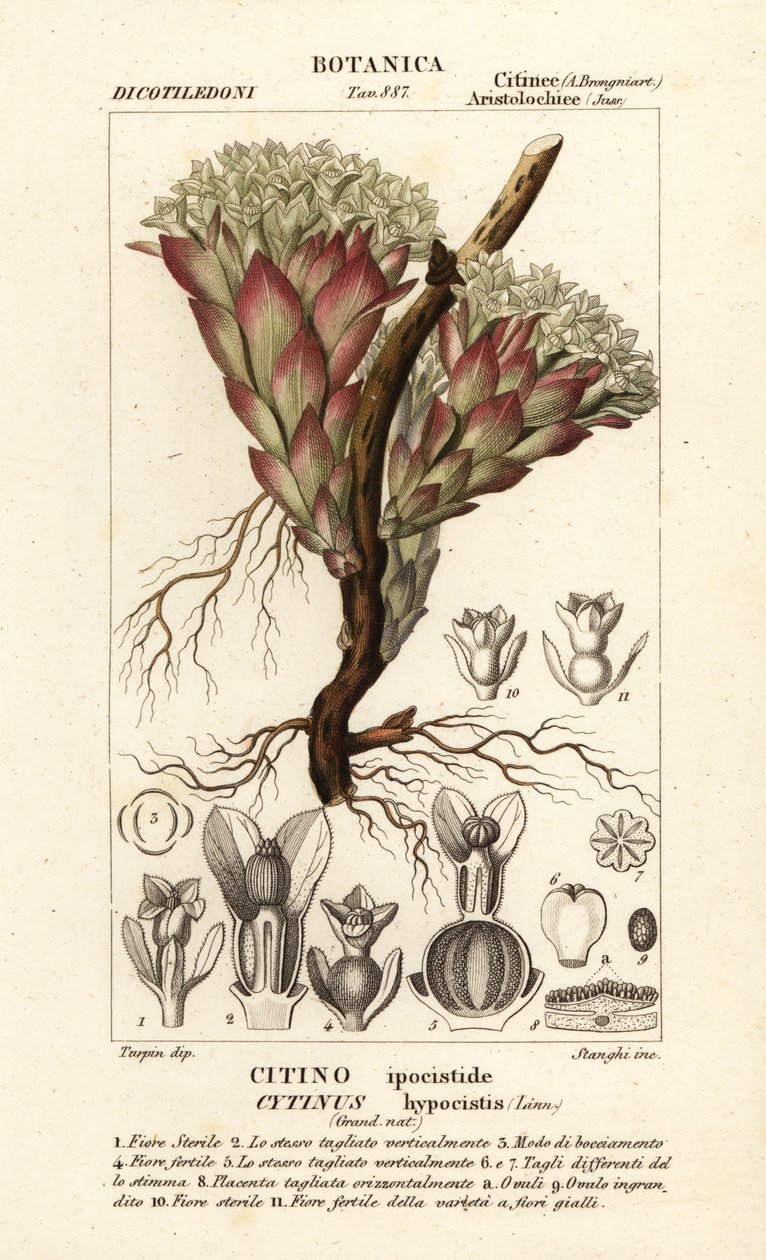 Planta parásita, Cytinus hypocistis de Stanghi Stanghi